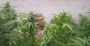 Uruguay: Autocultivo de marihuana, una alternativa para aterrizar la propuesta de ley