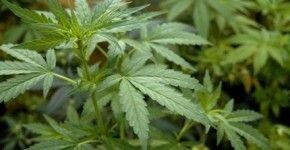 Uruguay: aceptan el autocultivo de marihuana