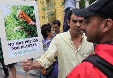 Uruguay: El Estado proveerá 40 gramos de marihuana por mes