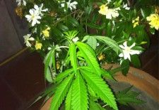 Por la despenalización: Una diputada argentina muestra sus plantas de marihuana